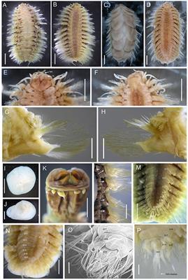 Sexually Dimorphic Scale Worms (Annelida: Polynoidae) From Hydrothermal Vents in the Okinawa Trough: Two New Species and Two New Sex Morphs